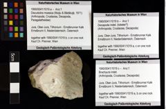 Foto (Objket + Etiketten) von Discutiolira moesica (Muţiu & Bădăluţă, 1971) 